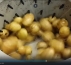 Машина для мойки картофеля Спрут-500К
